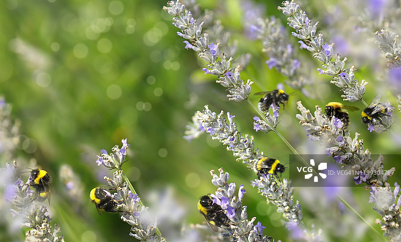 忙碌的蜜蜂在春天图片素材