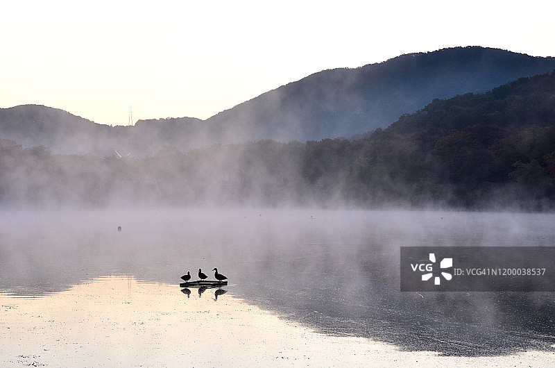 宁静的湖景和鸭子，仁川，韩国图片素材