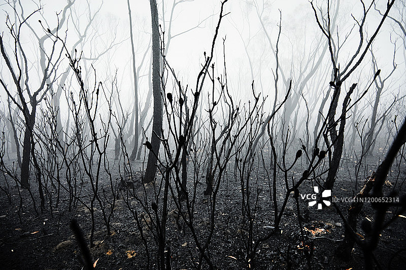 烧焦的树木在大气烟雾，森林火灾烟雾和雾后，丛林火灾，澳大利亚图片素材