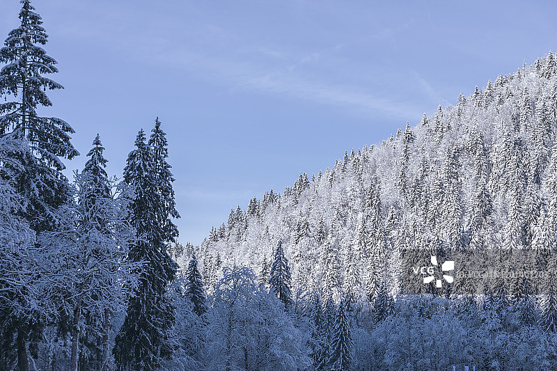 白雪覆盖的树木映衬着湛蓝的天空。图片素材
