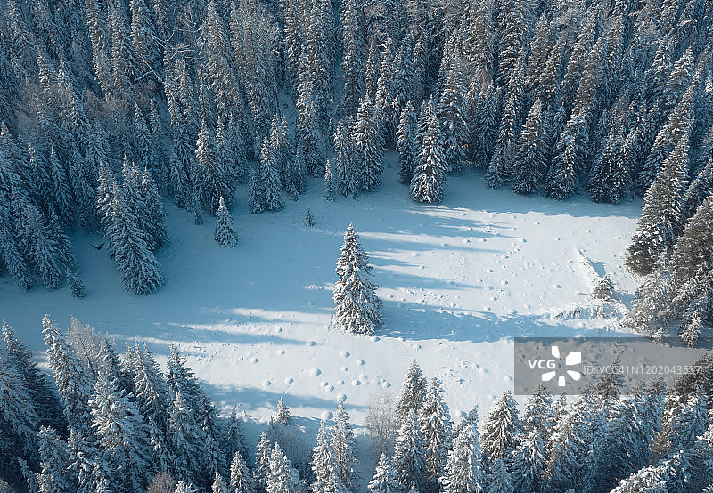 冬季松树的鸟瞰图图片素材