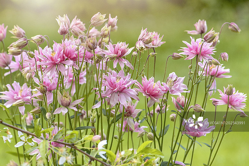 美丽的春天开花的粉红色Aquilegia花也被称为耧斗菜或奶奶的帽子的特写图像图片素材