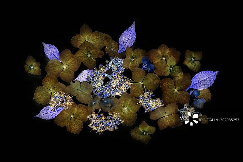 一个特写，创意，抽象形象的绣球花花边帽花和叶子在黑色的背景图片素材
