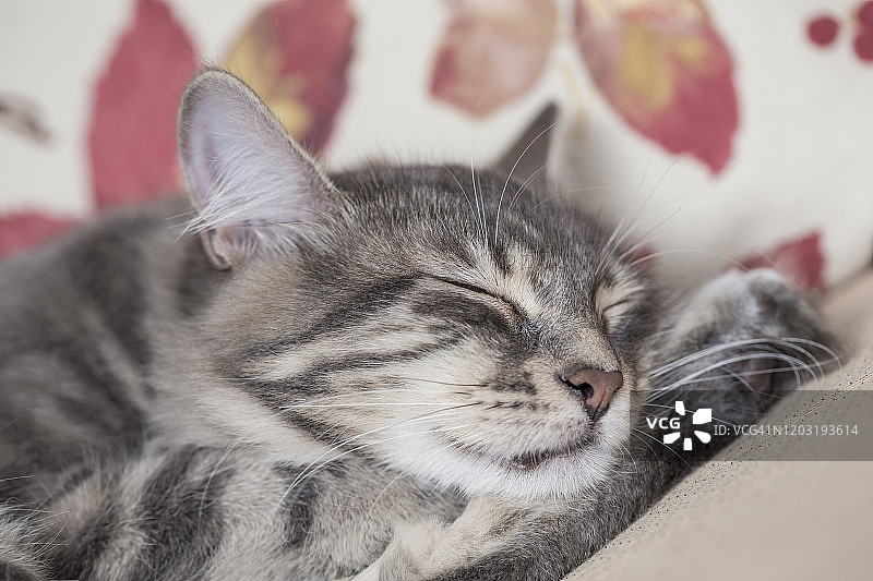 一只灰色的虎斑猫在床上睡觉的特写图片素材