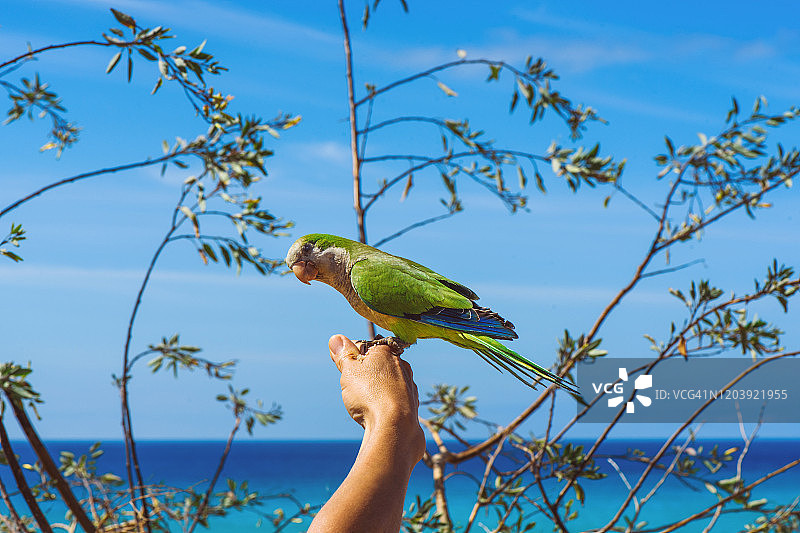 Fuerteventura——一只现成的鹦鹉图片素材