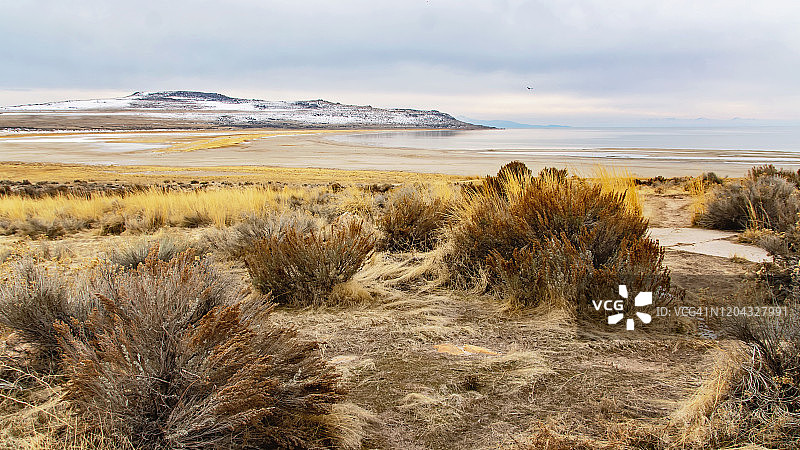 羚羊岛的野生景观-大盐湖，犹他州图片素材