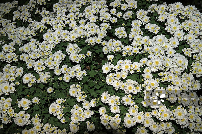 从上面看，满眼都是白色的菊花图片素材