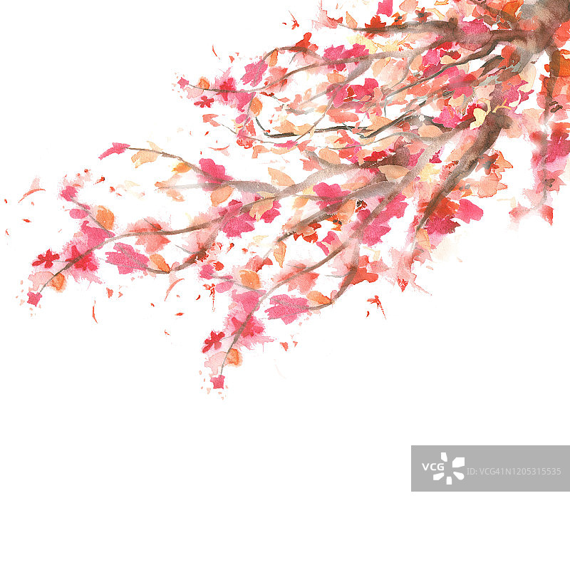 抽象水彩画枝，盛开的红色和粉红色的花孤立在白色的背景上图片素材