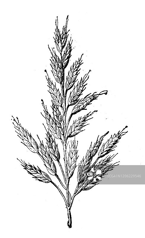 古植物学插图:凤梨，软凤梨图片素材