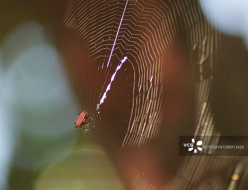 多刺的球形织布蜘蛛在它的蛛网上-科苏梅尔图片素材