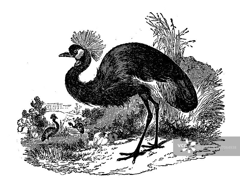 古玩动物插图:黑冠鹤(巴弗利卡)图片素材