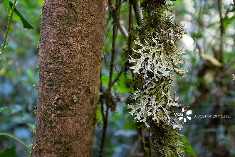 Ricciaceae，靠近Paramo在自然保护区的Belmira, Antioquia / Colombia图片素材