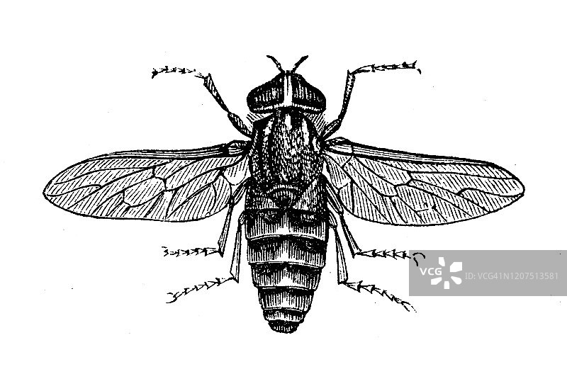 古董动物插图:牛虻，苍白的巨型马蝇图片素材