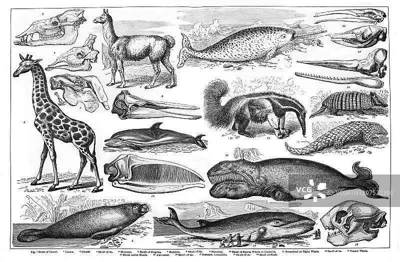 古老的刻有鲸目、齿类动物的插图。古董插图，流行百科全书出版1894年。这幅作品的版权已过期图片素材