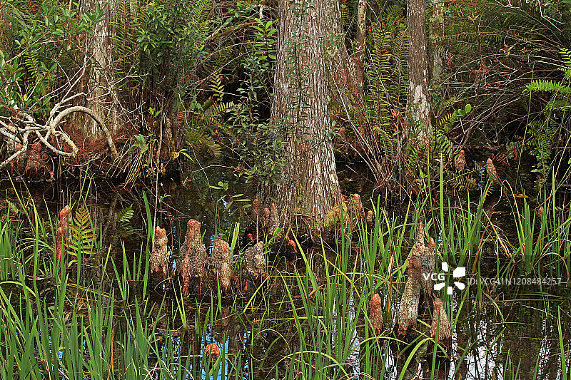 柏树的树干和生长柏树膝和其他植被在佛罗里达湿地图片素材