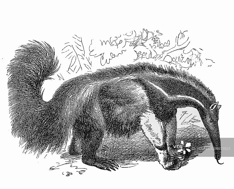 古老的食蚁动物-鲸目，有齿动物雕刻插图。古董插图，流行百科全书出版1894年。这幅作品的版权已过期图片素材