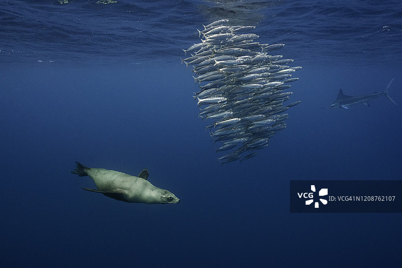 太平洋，墨西哥下加利福尼亚，海狮和条纹马林鱼正在吃一个沙丁鱼诱饵球。图片素材