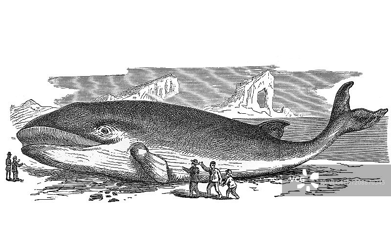 鳍鲸-鲸目，有齿动物的古老雕刻插图。古董插图，流行百科全书出版1894年。这幅作品的版权已过期图片素材