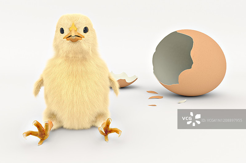 孵出的小鸡坐在蛋壳旁边图片素材