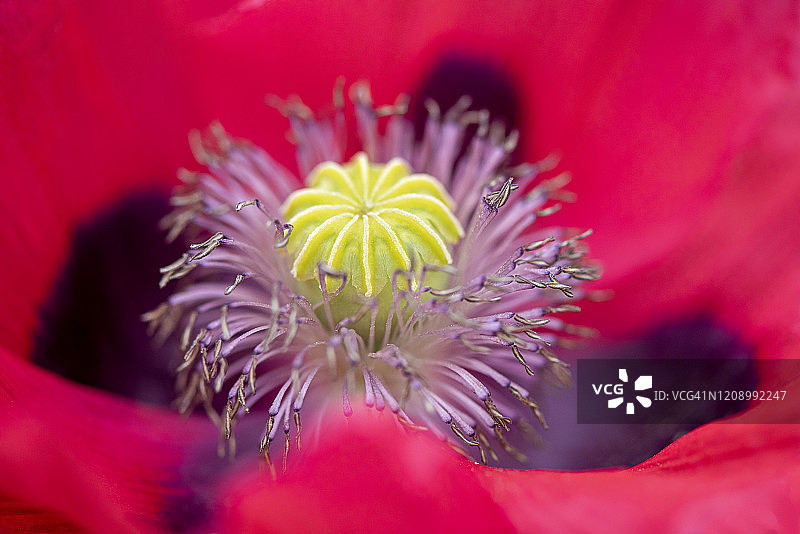 特写的美丽的夏天开花，充满活力的粉红色罂粟-罂粟图片素材