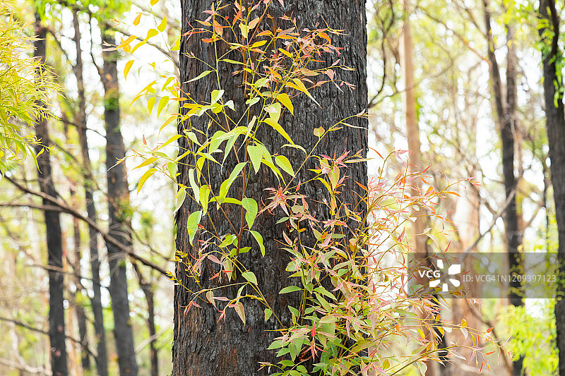 烧焦的树干上长出了新的绿叶图片素材