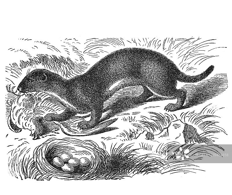 食肉动物貂的古老雕刻插图。古董插图，流行百科全书出版1894年。这幅作品的版权已过期图片素材
