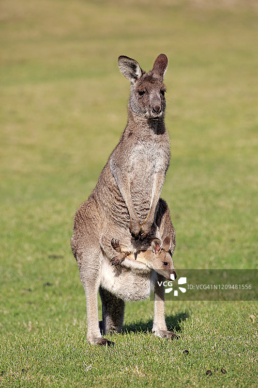 东部灰袋鼠，成年雌袋鼠，育儿袋，马洛尼海滩，澳大利亚新南威尔士州图片素材