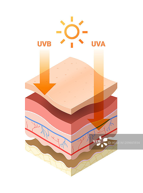 来自太阳的Uvb uva射线穿透皮肤表皮，人体皮肤横截面分层结构，皮肤护理医学概念平坦图片素材