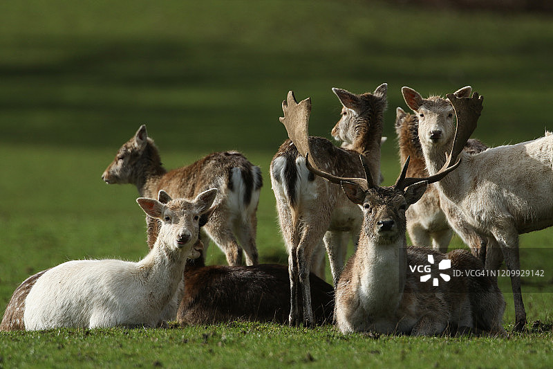 一群令人惊叹的休鹿(Dama Dama)、雄鹿、雄鹿和小鹿站在或躺在林地边缘的田野上休息。图片素材