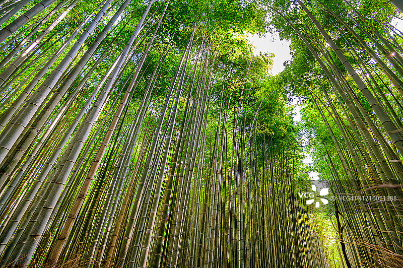日本京都美丽的岚山竹林图片素材