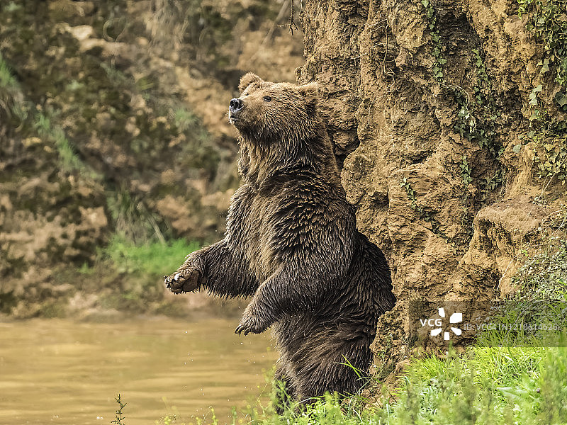 一只站在河边的伊比利亚棕熊在标志着这片领土的一堵墙上抓着后背。熊属arctos。图片素材