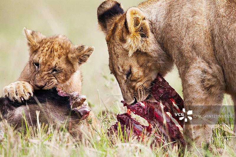 母狮和幼崽在野外觅食。图片素材