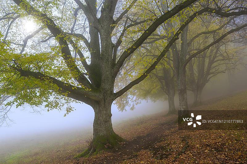 大叶菩提树(椴)，大道在深秋，巴登-符腾堡，德国图片素材