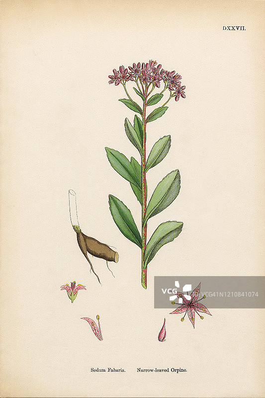 窄叶Orpine, Sedum Fabaria，维多利亚植物学插图，1863年图片素材