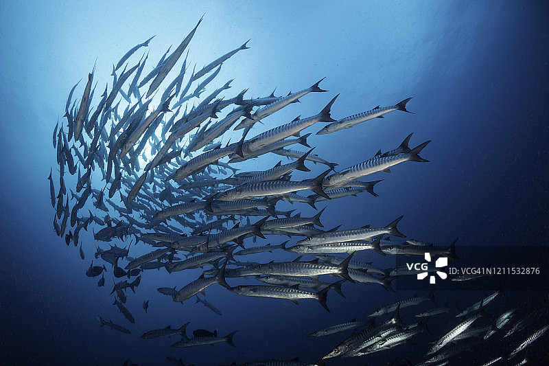 巴布亚新几内亚金贝湾的大型梭鱼群。图片素材