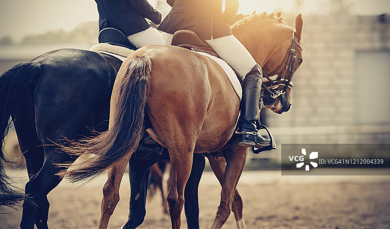 用双笼头拴着的两匹运动马。马镫骑在马上时马镫上骑手的腿图片素材