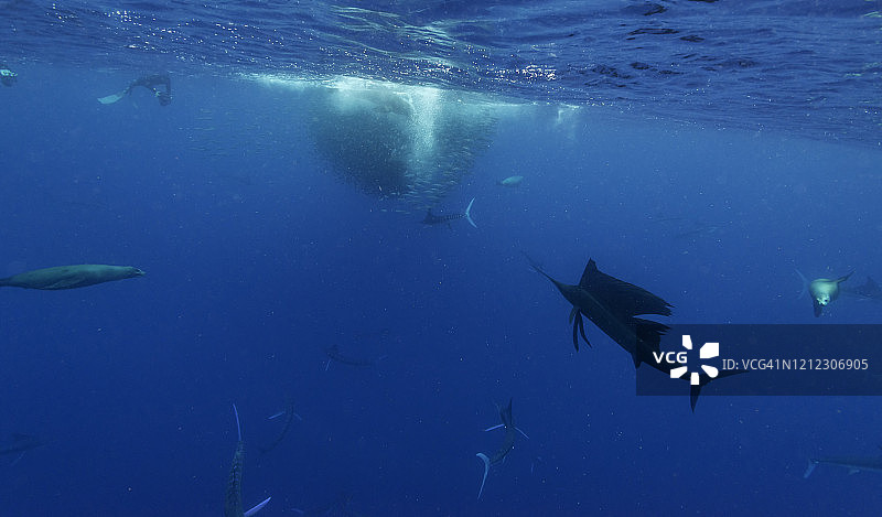 在墨西哥下加利福尼亚州的太平洋上，两名潜水员在观看海狮、条纹马林鱼和一条正在吃一个巨大的鲭鱼诱饵球的大型旗鱼。图片素材