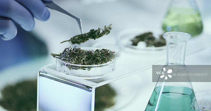 实验室检测医用大麻。长诚。图片素材