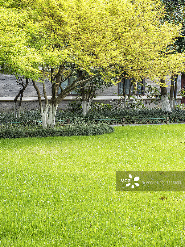 在中国杭州西湖的绿色草坪上的树木图片素材