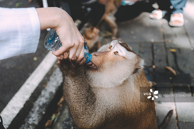 猴子的画像。近距离的猴子休息。在鬼混。从瓶子里喝水。泰国。图片素材