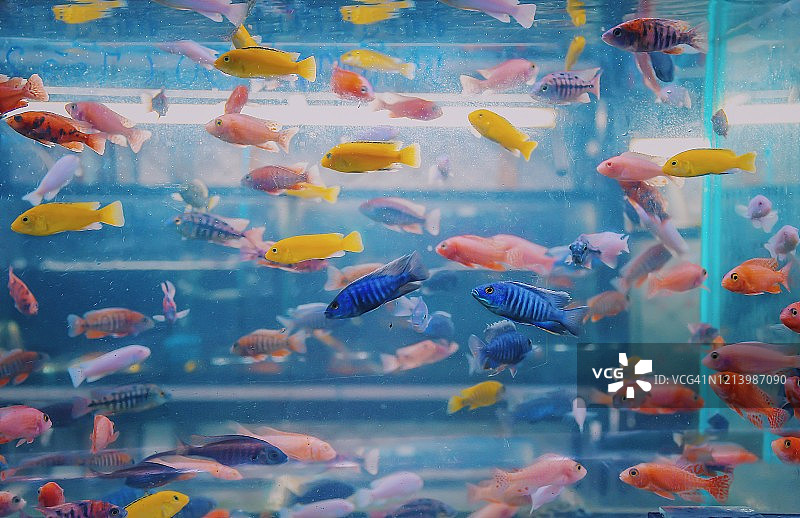 彩色热带鱼在缸水族馆的特写，春武里省，泰国，亚洲图片素材