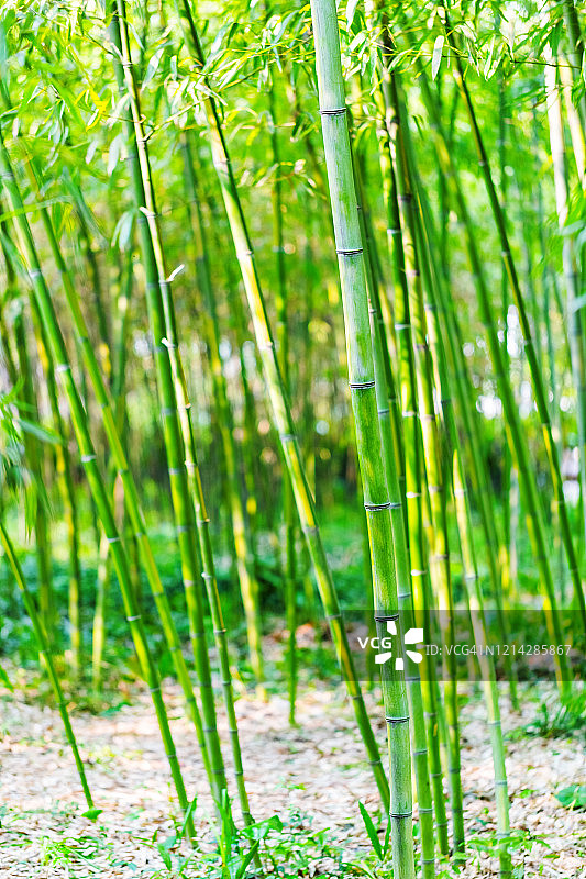 竹干和竹叶背景呈鲜绿色图片素材