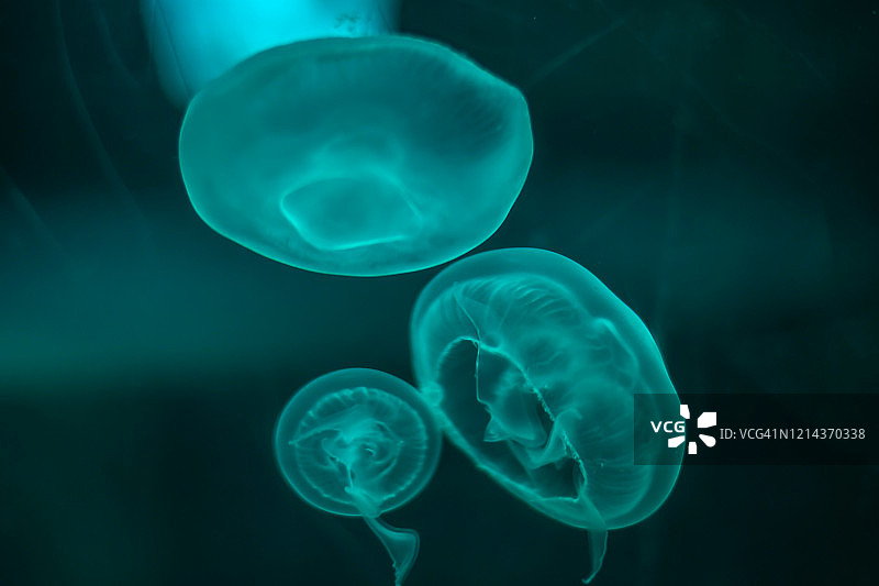 泰国水族馆的水母特写图片素材