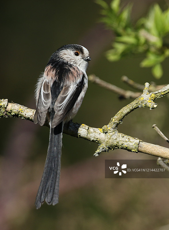一只美丽的长尾山雀，栖息在树枝上。图片素材