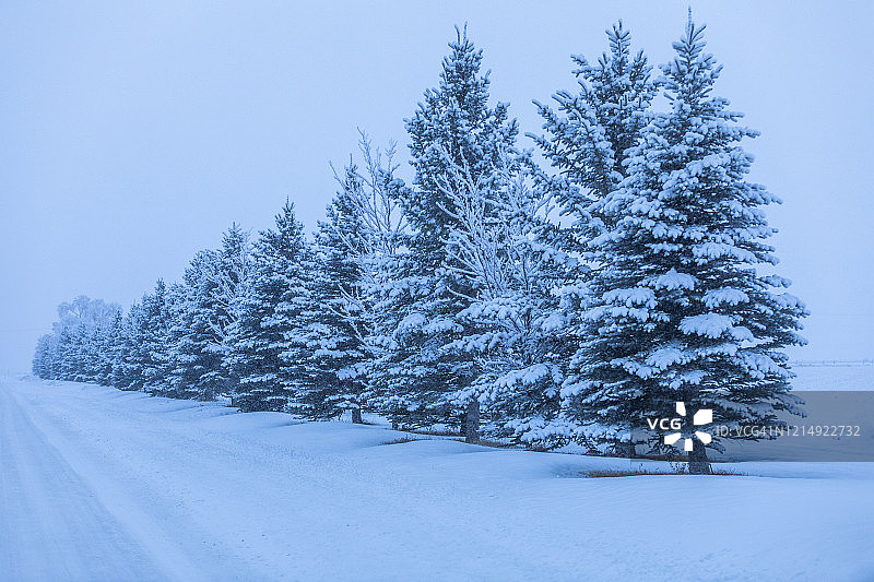 雪中的松树图片素材