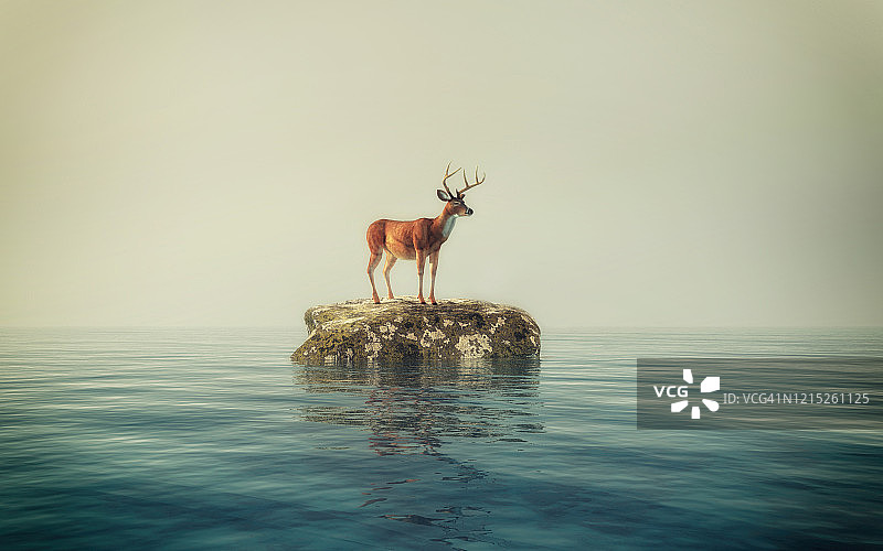 鹿在海里的一块岩石上。这是一个3d渲染图。图片素材