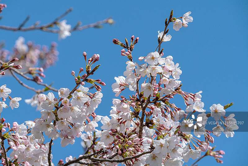 日本，春天的樱花迎着蓝天盛开图片素材
