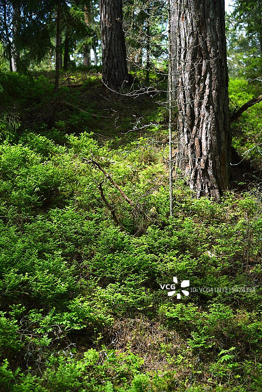绿色的夏日森林景象。长满苔藓的老树、石头和蕨类植物。Ruhnu岛、爱沙尼亚图片素材