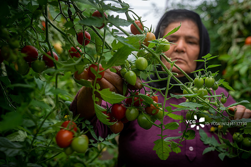 采摘成熟番茄的妇女图片素材