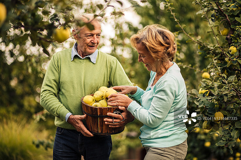快乐的老夫妇在他们的果园里收获成熟的木瓜图片素材